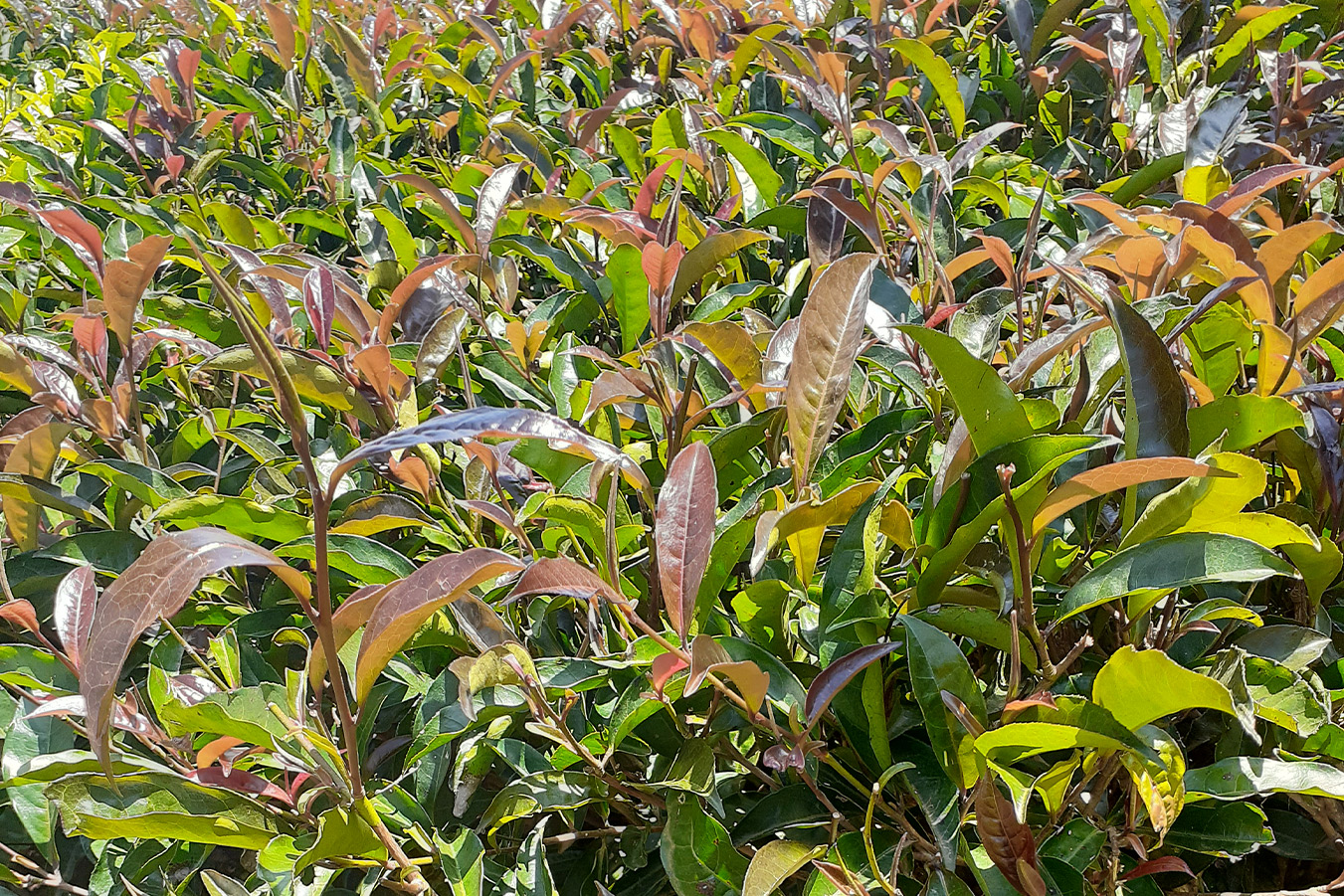 Purple Tea Bush